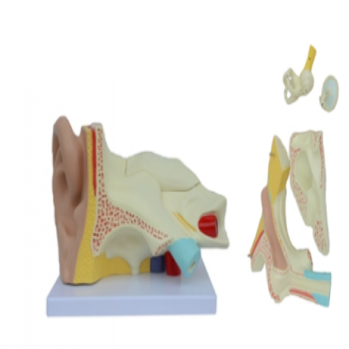 耳放大模型（5部件）